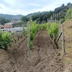 Bauernhof Cele Celle Ligure