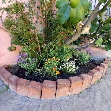 Cele צ'לה ליגורה