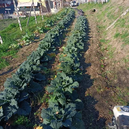 בית חווה Cele צ'לה ליגורה